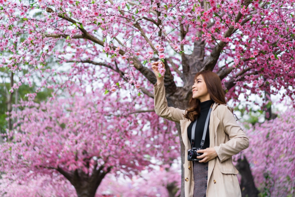 四國春天櫻花盛開，吸引許多遊客追櫻。圖/123RF圖庫