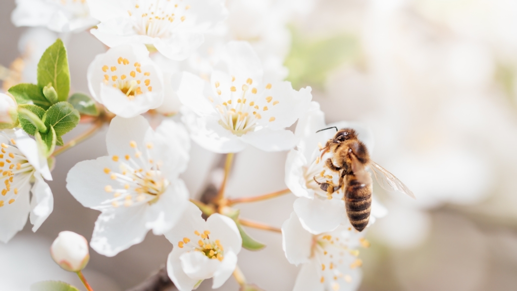 全球將近40%的糧食作物都需要蜜蜂授粉，一旦蜜蜂面臨消失的危機，植物品種可能無法得到延續。圖/123RF圖庫