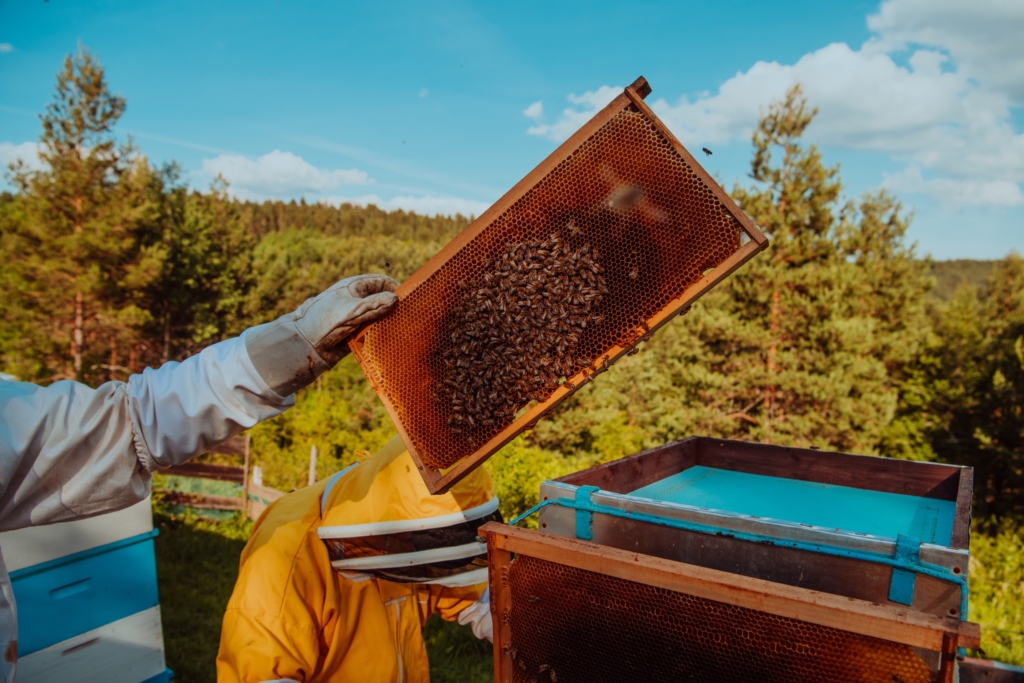 身為地球的一分子，支持在地養蜂人，透過購買蜂蜜相關產品、支持蜂農，可以確保蜜蜂得到妥善照顧。圖/123RF圖庫